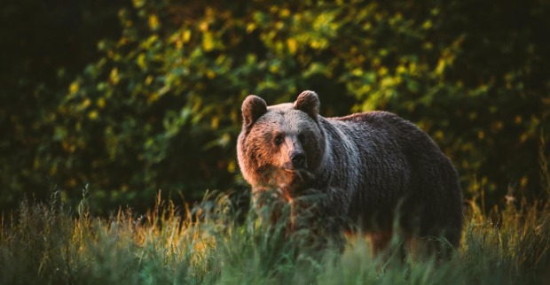 Freilebender Bär auf einer Lichtung.