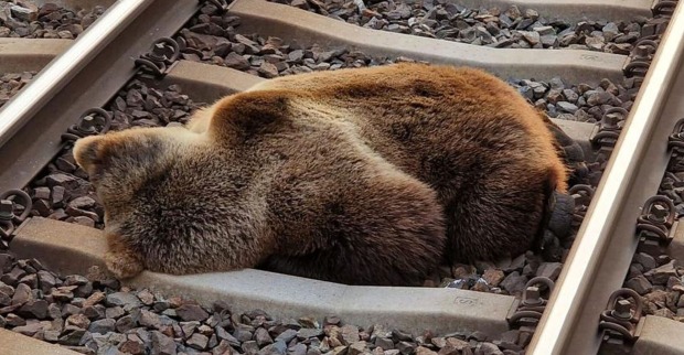 Toter Bär auf dem Zuggleis.