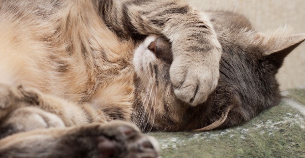 Katze mit der Pfote vor dem Gesicht | Credit: iStock.com/zlyka2008