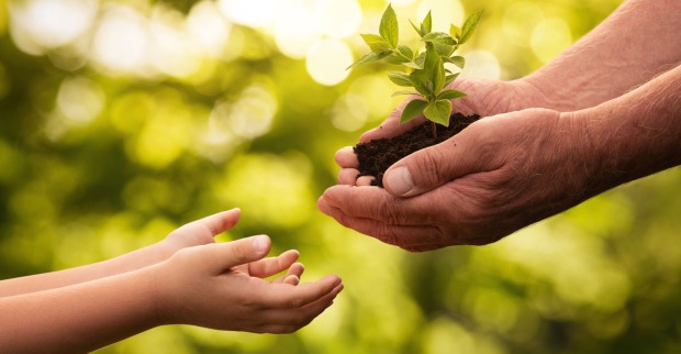 Pflanze wird von der Hand einer älteren Person an eine jüngere überreicht  | Credit: istock.com/Nastco