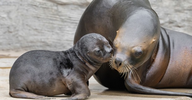Eine weibliche Robbe kümmert sich um ihr Robbenbaby im Tiergarten Schönbrunn.