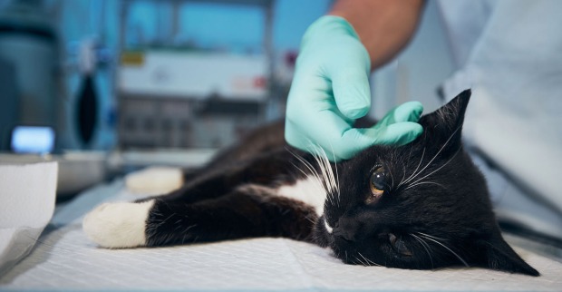 Schwarz-weiße Katze auf dem Behandlungstisch in einer Tierklinik