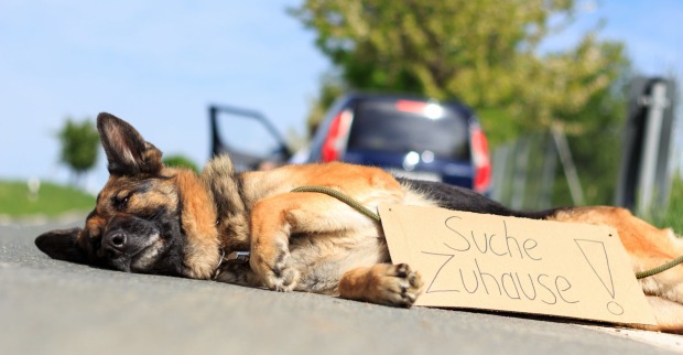 Ausgesetzter Hund