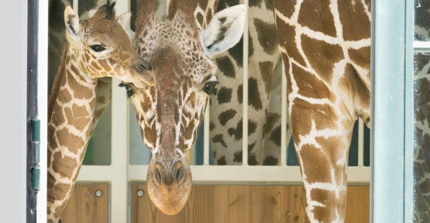 Das Giraffenbaby und seine Mutter in Großaufnahme.