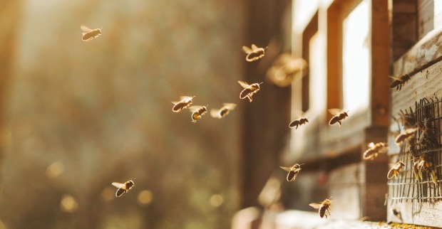 Wildbienen im Garten | Credit: iStock.com/Martin Herzog