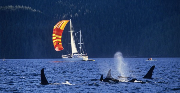 Orcas schwimmen nahe eines Segelboots.