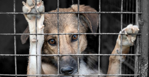 Ein Hund sitzt verwahrlost in einem Käfig.