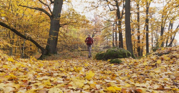 Ein Mann geht in einem Wald zwischen Laub spazieren.