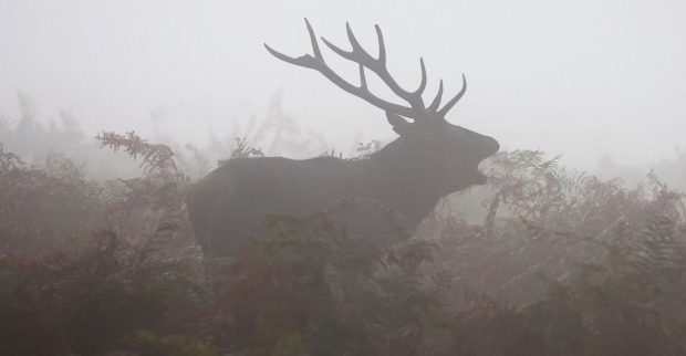 Ein Hirsch steht im nebligen Wald.