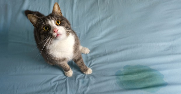 Katze hat auf das Bett gemacht | Credit: iStock.com/Daria Kulkova