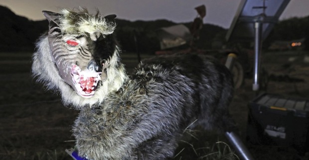 Der Roboter-Wolf im nächtlichen Einsatz.