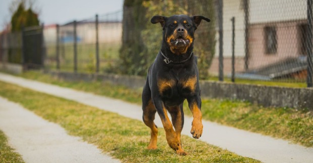 Ein Rottweiler läuft auf der Straße.
