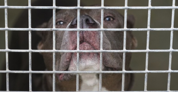 Ein Staffordshire Terrier hinter Gittern.