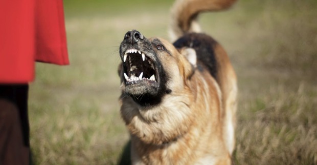 Ein aggressiver Schäferhund.