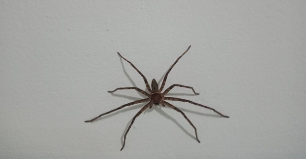 Eine Spinne auf einem weißen Boden.
