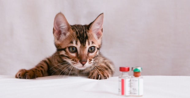 Katze bekomme Impfung | Credit: iStock.com/Dina Damotseva