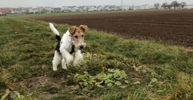 Ein Foxterrier auf einer Wiese.