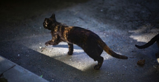 Eine Katze auf einem Fabriksgelände.