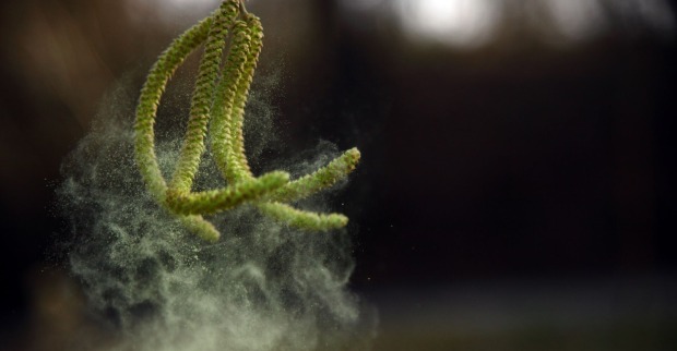 Pollen von einem Haselstrauch.