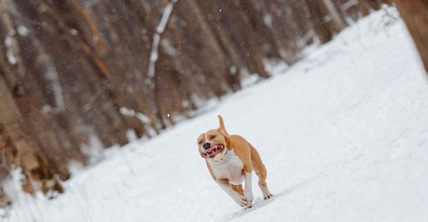 American Staffordshire Terrier läuft durch den Schnee.