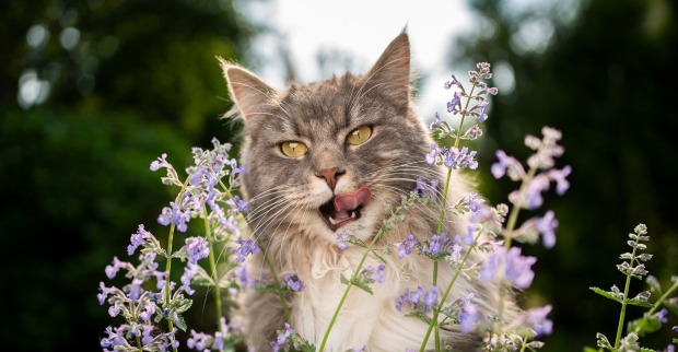 Katzen schnuppert an Katzenminze | Credit: iStock.com/Nils Jacobi