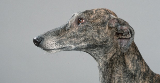 Ein spanischer Windhund.