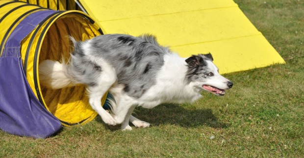 Border Collie läuft durch einen Agility-Tunnel
