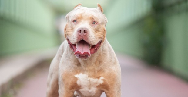 Ein American Bully XL.