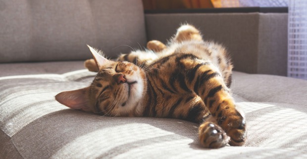 Katze schläft auf Sofa | Credit: iStock.com/Anna Derzhina