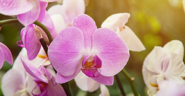 Weiße und pinke Orchideen