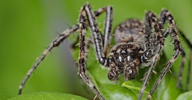 Spinne sitzt auf einer Hauspflanze
