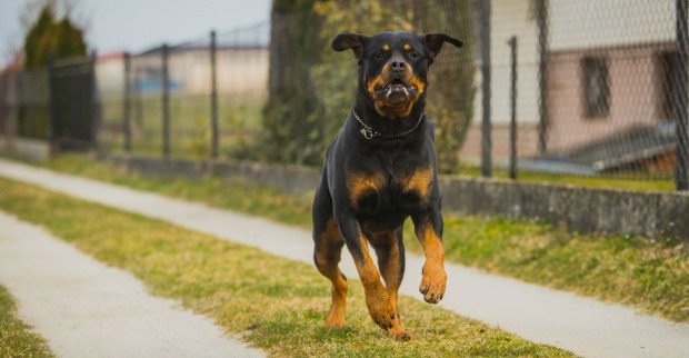 Ein Rottweiler läuft frei auf einer Straße.