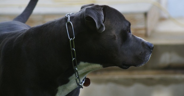 Ein schwarzer American Staffordshire Terrier.