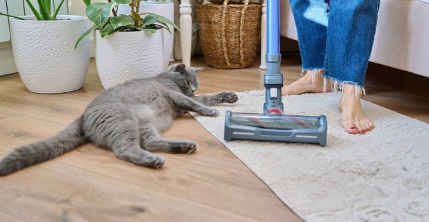 Detailaufnahme eines gereinigten Teppichs mit Katze im Hintergrund