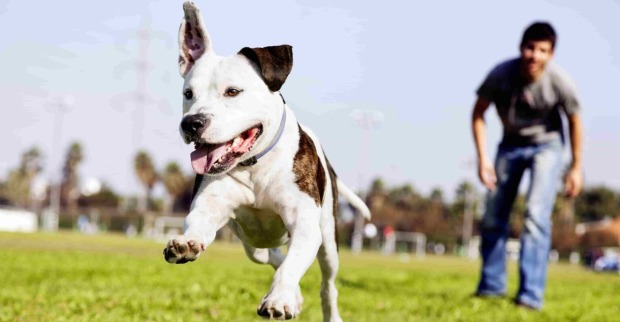 Ein weiß-brauner Hund springt auf einer grünen Wiese und im Sonnenlicht in die Luft. Im Hintergrund sieht ihm sein Besitzer zu.