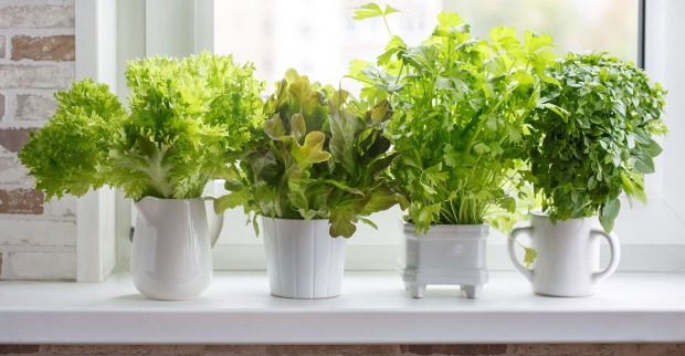 Kräuter und Salate stehen auf einer Fensterbank | Credit: iStock.com/Geshas