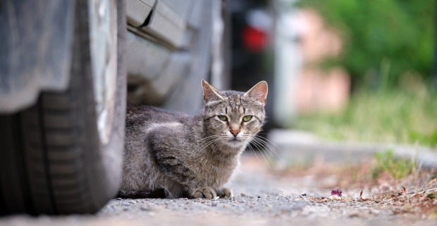 Eine getigerte Katze sitzt unter einem Auto.