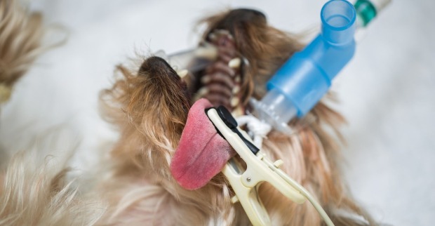 Ein Hund liegt auf dem Operationstisch.