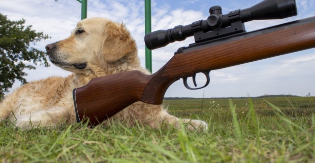 Eine Golden Retriever liegt hinter einem Jagdgewehr.
