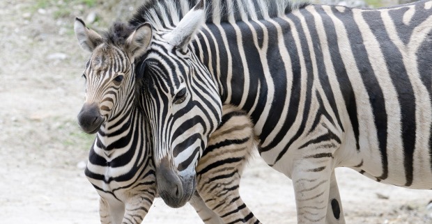 Zwei nahe beieinander stehende Burchell-Zebras