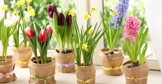 Frühblüher auf einer Fensterbank | Credit: iStock.com/Liudmila Chernetska