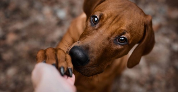 Brauner Hund gibt seinem Besitzer brav bei Kommando "Pfötchen".