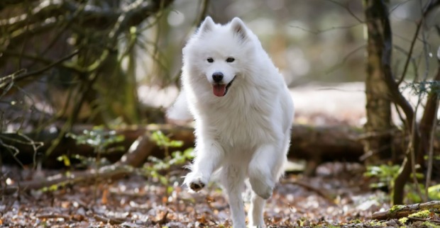 Weißer Samojede-Hund im Wald