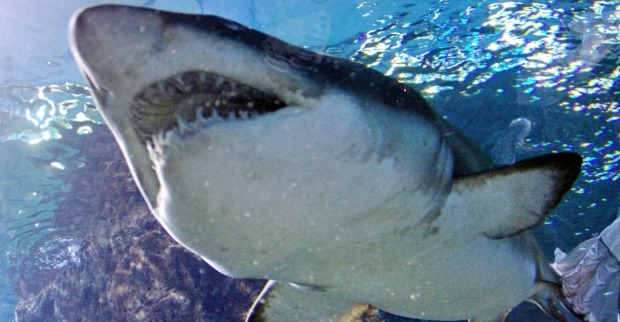 Hai in Großaufnahme von unten im Wasser, er zeigt seine spitzen Zähne
