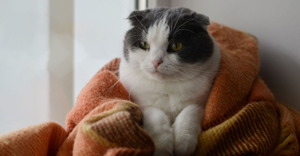 Katze mit Decke | Credit: iStock.com/Osobystist