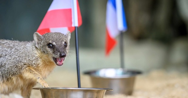 Schmalstreifenmungo beim Österreich-Futternapf
