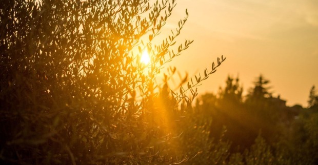 Sonnenuntergang über einem Olivenhain.