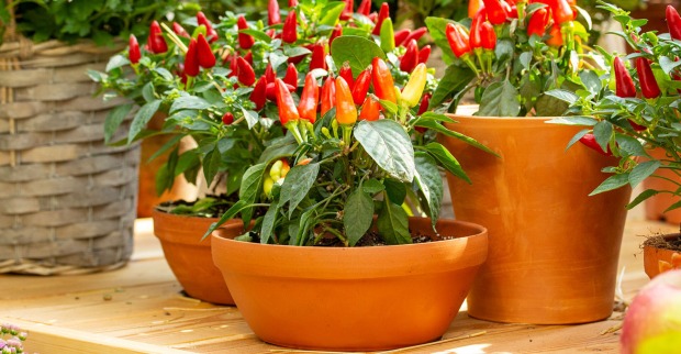 Chili im Topf | Credit: iStock.com/OlgaKorica