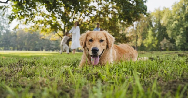 Ein Golden Retriever liegt in einer Wiese.