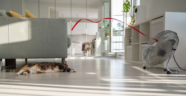 Katze liegt vor einem Ventilator | Credit: iStock.com/Dima Berlin